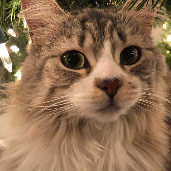 Meet your Posher, Sydney - Picture 1 of 1